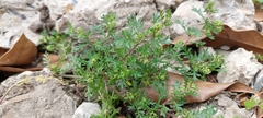 Lepidium bipinnatifidum
