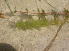 Myriophyllum
