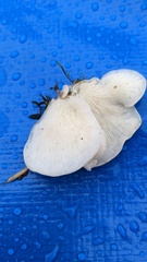 Pleurocybella porrigens