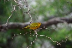 Setophaga petechia aureola