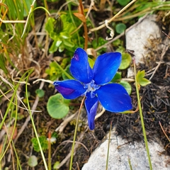 Gentiana bavarica bavarica