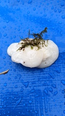 Pleurocybella porrigens