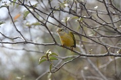 Setophaga petechia aureola