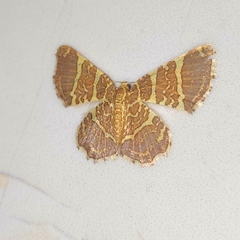 Hastina pluristrigata