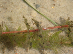 Myriophyllum