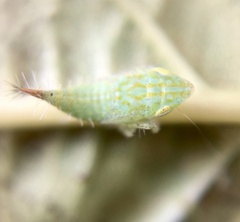 Fieberiella