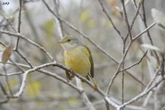 Setophaga petechia aureola