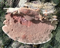 Hapalopilus rutilans