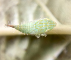 Fieberiella