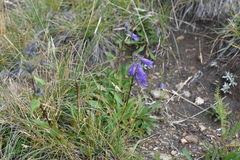 Penstemon whippleanus