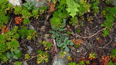 Lomatium martindalei