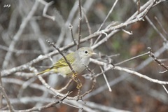 Setophaga petechia aureola