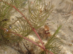 Myriophyllum