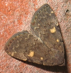 Idia diminuendis