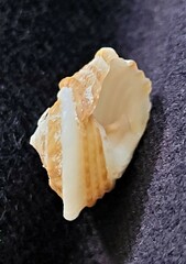 Trochomodulus calusa