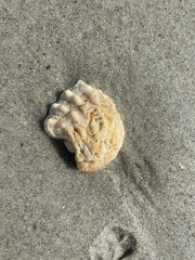 Arcinella cornuta