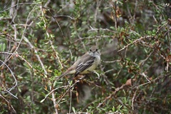 Myiarchus magnirostris