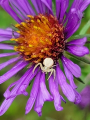 Misumena vatia