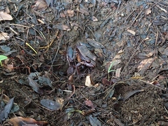 Leptodactylus savagei