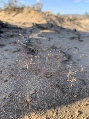 Caryophyllales