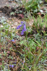 Penstemon whippleanus