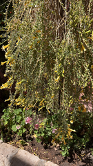 Cantua buxifolia