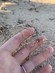 Caryophyllales