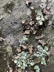 Parmotrema hypotropum