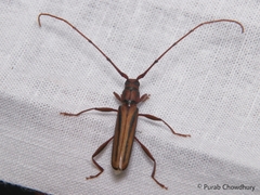 Xystrocera globosa
