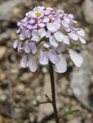Iberis