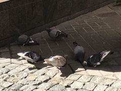 Columba livia domestica