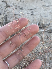 Caryophyllales