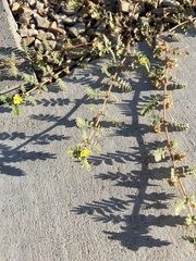 Tribulus terrestris