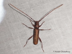 Xystrocera globosa