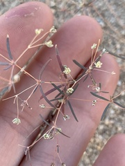 Caryophyllales