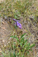 Penstemon whippleanus