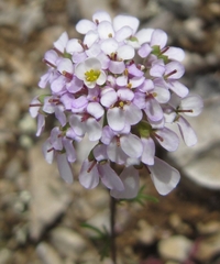 Iberis