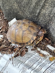 Terrapene carolina triunguis