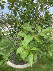 Chionanthus virginicus