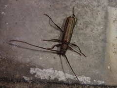 Xystrocera globosa
