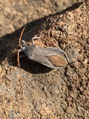Anoplocnemis