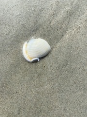 Semicassis granulata