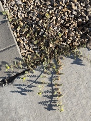 Tribulus terrestris