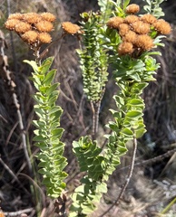 Inulanthera leucoclada