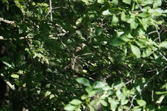 Coccyzus erythropthalmus