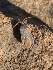 Anoplocnemis