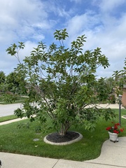 Chionanthus virginicus