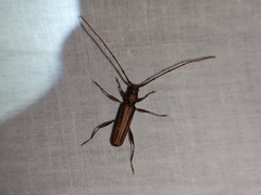 Xystrocera globosa