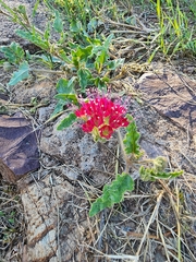 Nyctaginia capitata