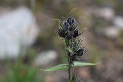 Penstemon whippleanus